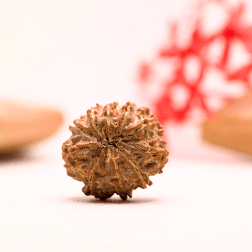9 Mukhi Nepali Rudraksha - Regular