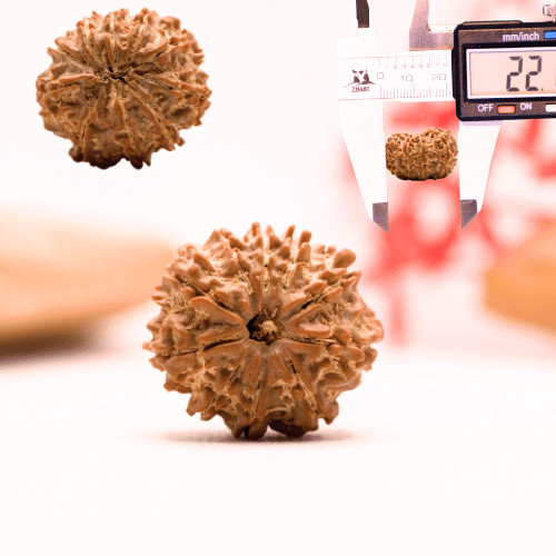 9 Mukhi Nepali Rudraksha - Regular