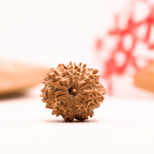 9 Mukhi Nepali Rudraksha - Regular