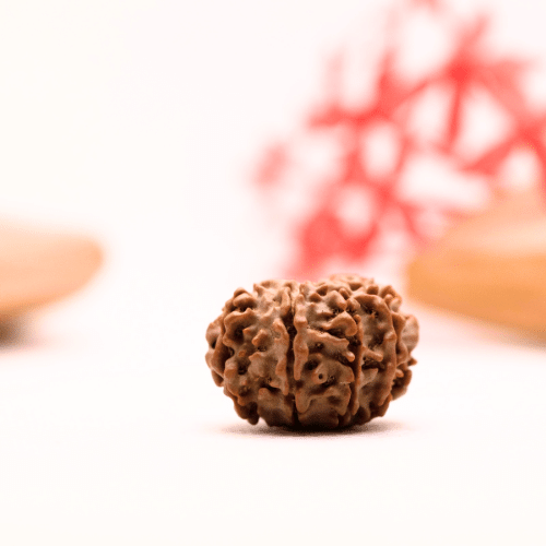 9 Mukhi Nepali Rudraksha - Regular