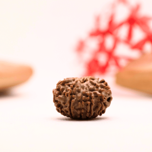 9 Mukhi Nepali Rudraksha - Regular