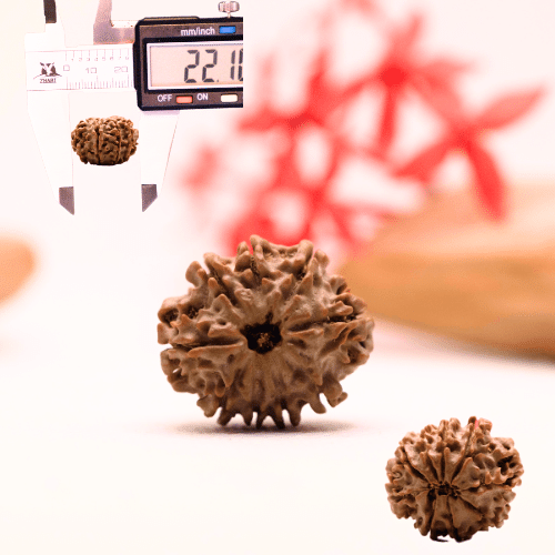 9 Mukhi Nepali Rudraksha - Regular
