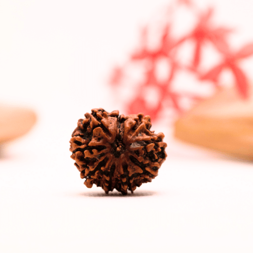 9 Mukhi Nepali Rudraksha - Regular