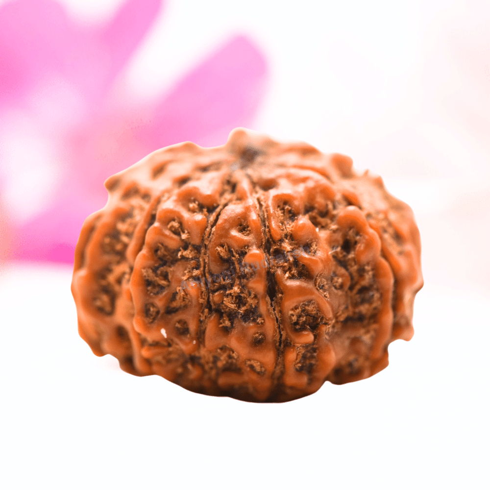 9 Mukhi Nepali Rudraksha - Regular
