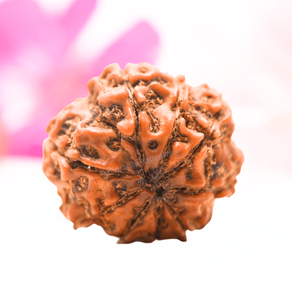 9 Mukhi Nepali Rudraksha - Regular