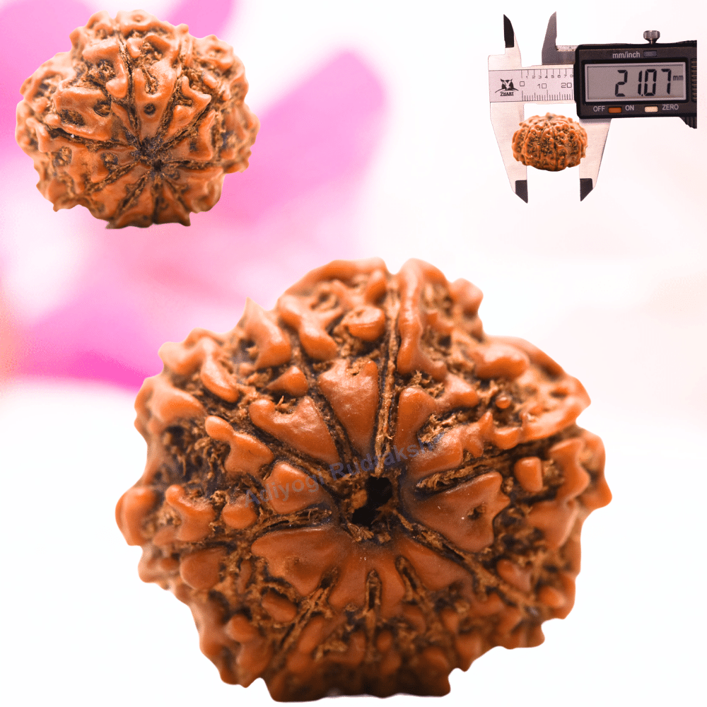9 Mukhi Nepali Rudraksha - Regular