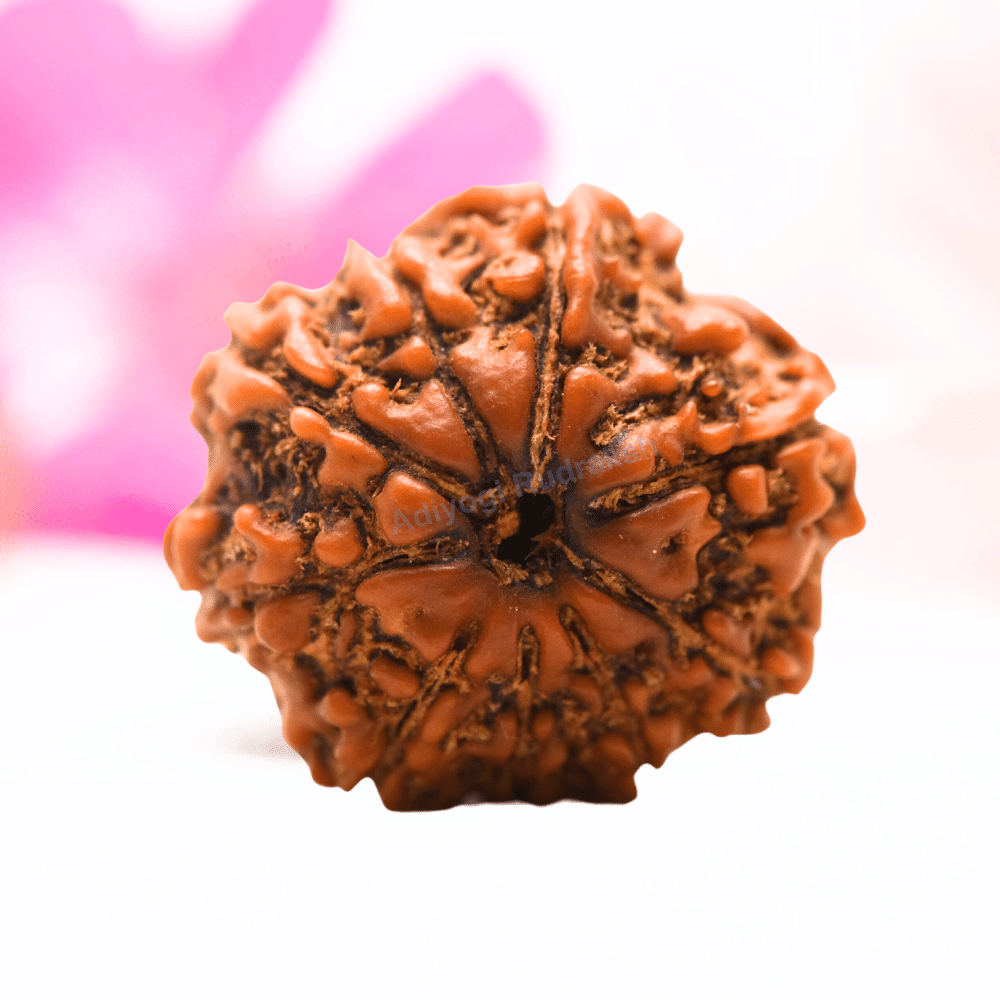9 Mukhi Nepali Rudraksha - Regular