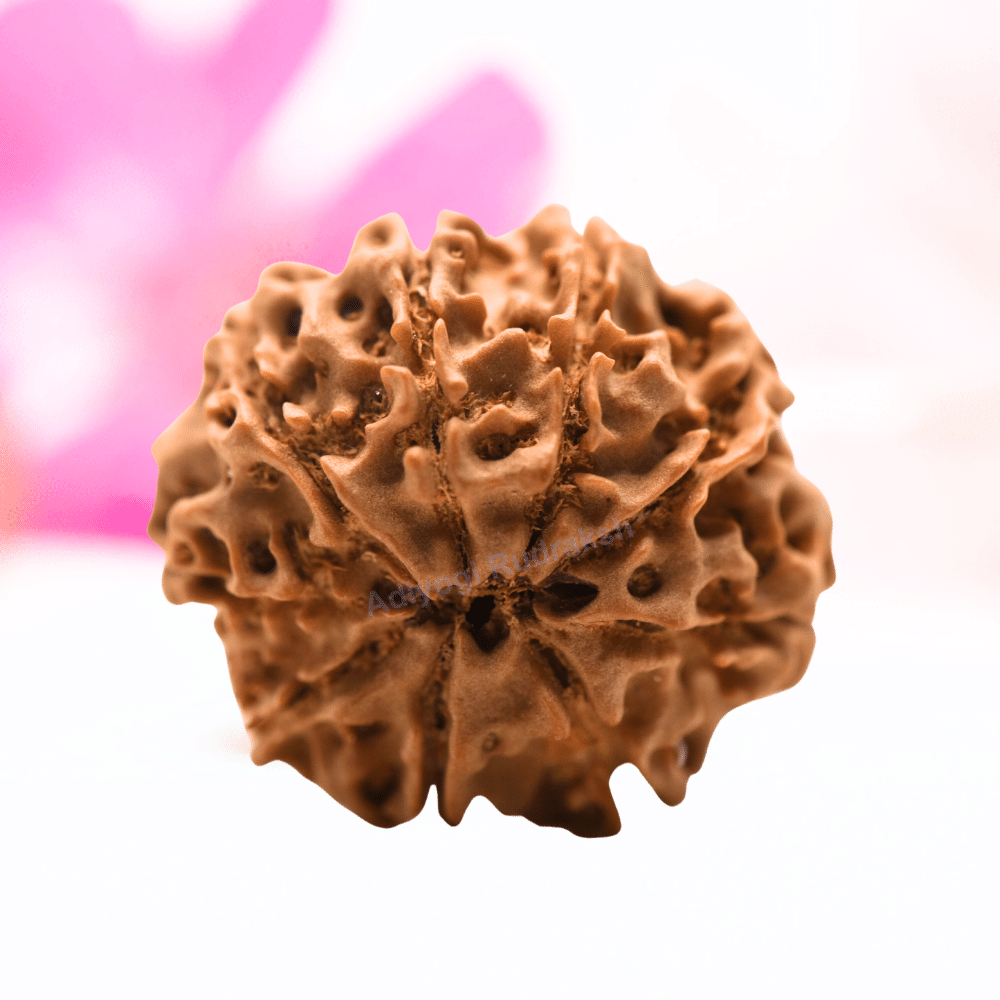 9 Mukhi Nepali Rudraksha - Regular