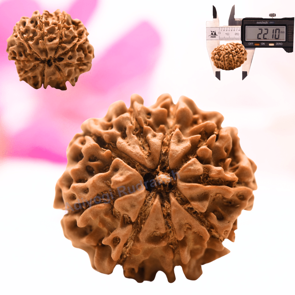 9 Mukhi Nepali Rudraksha - Regular