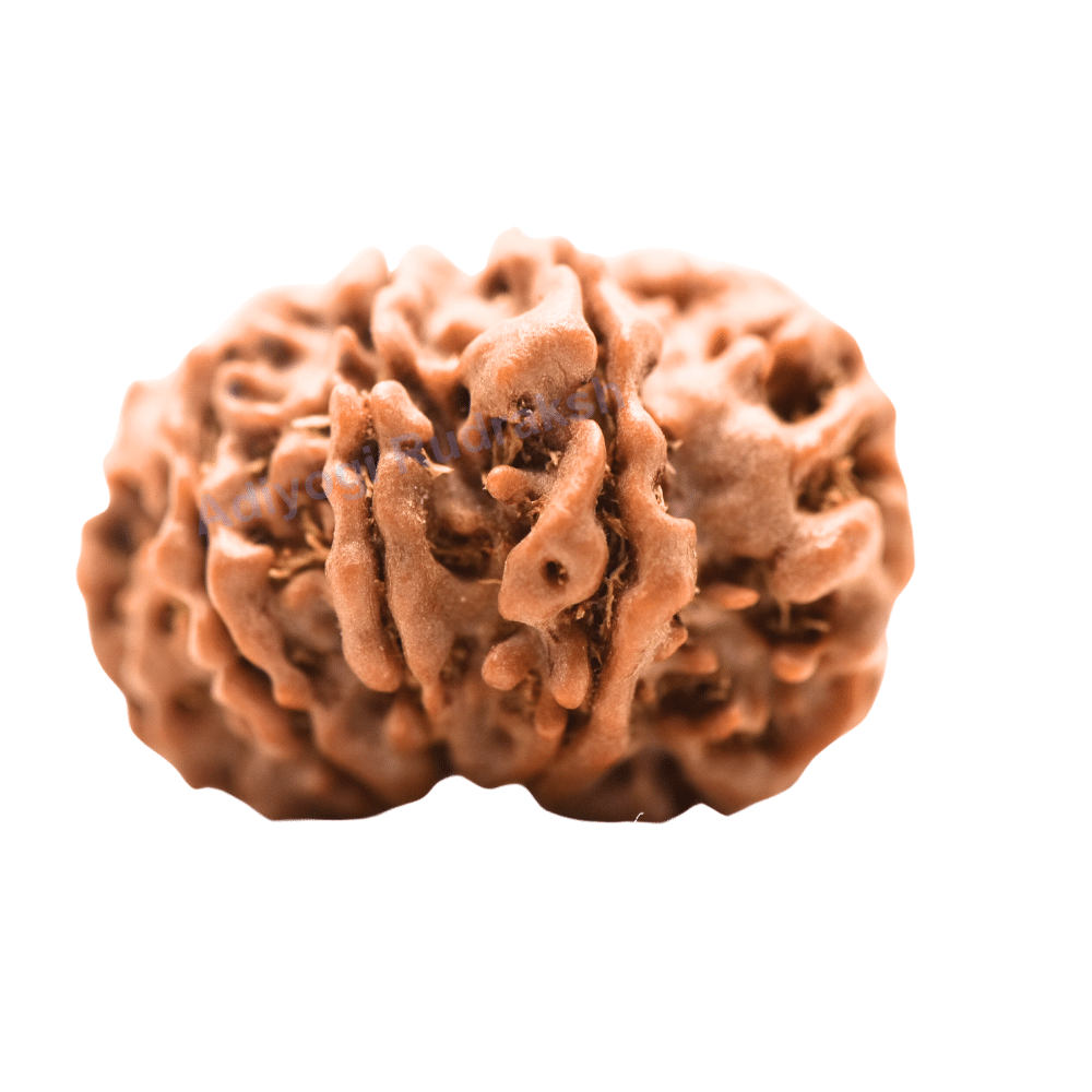 9 Mukhi Nepali Rudraksha - Regular