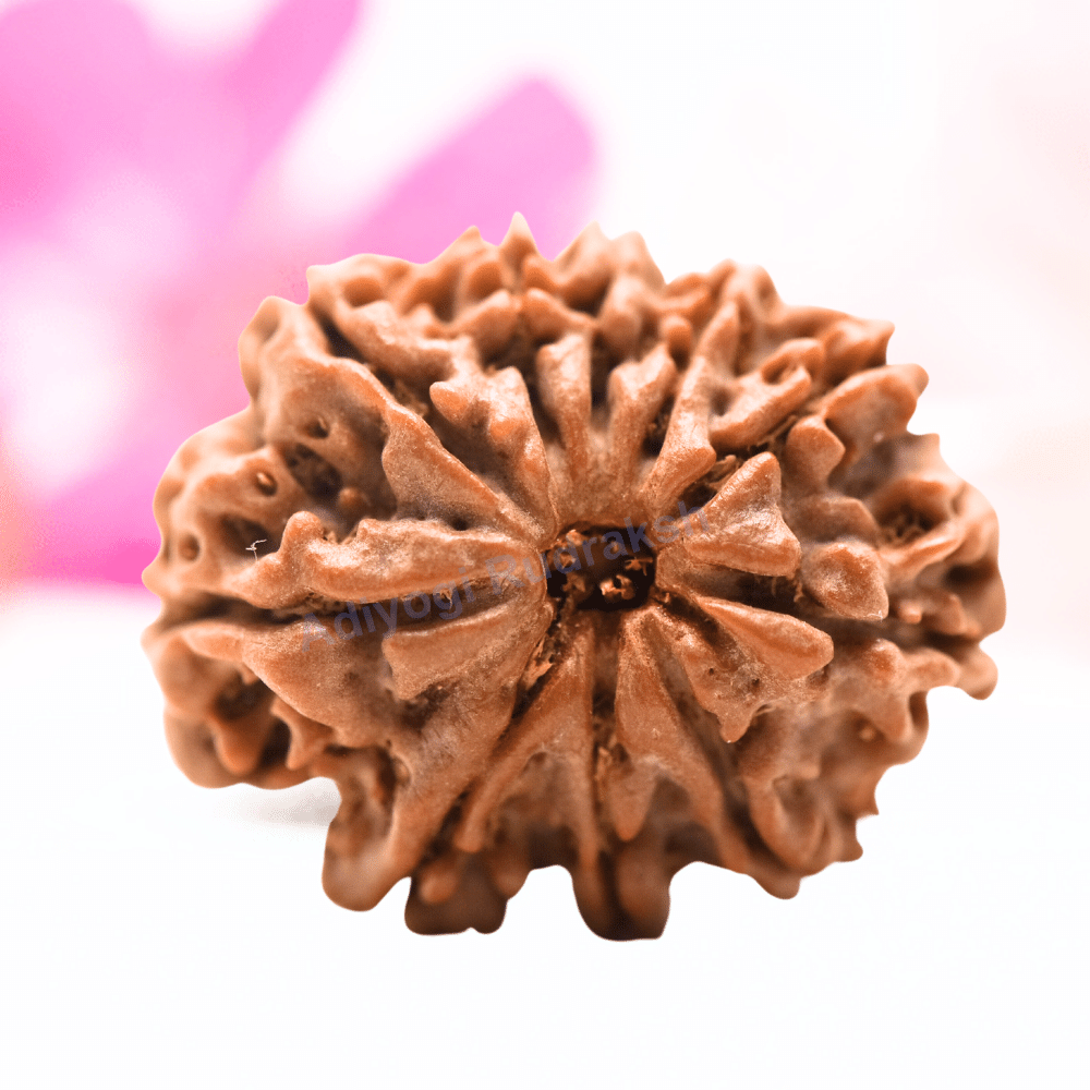 9 Mukhi Nepali Rudraksha - Regular