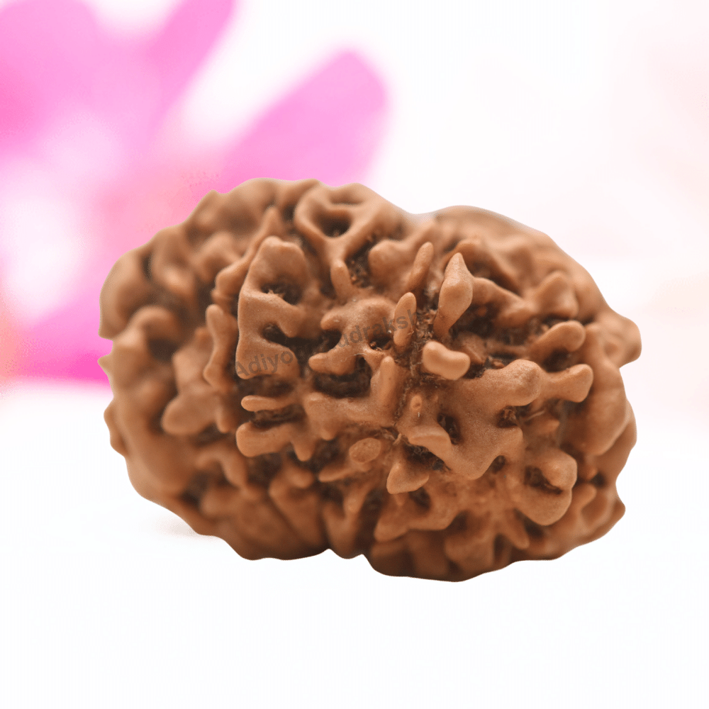 9 Mukhi Nepali Rudraksha - Regular