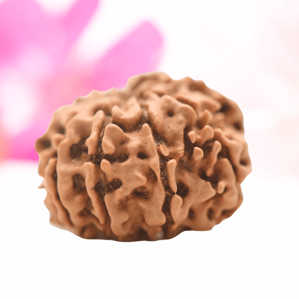9 Mukhi Nepali Rudraksha - Regular