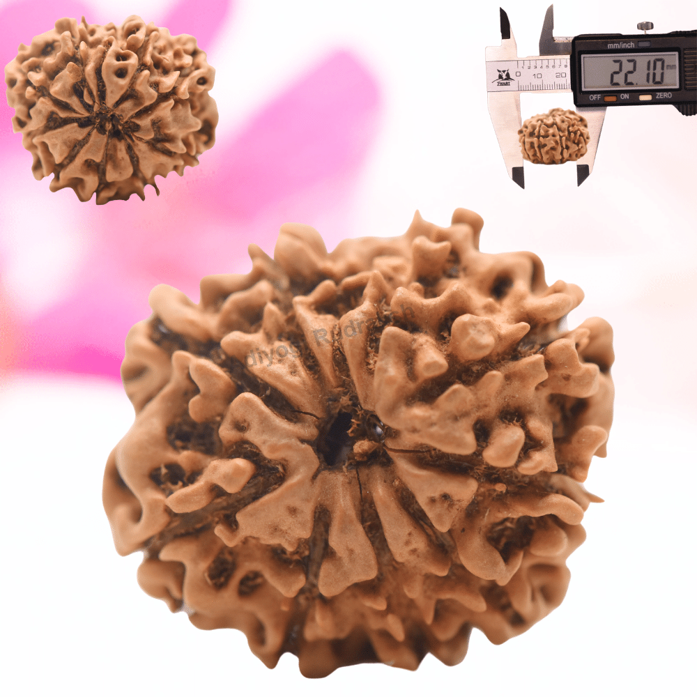 9 Mukhi Nepali Rudraksha - Regular