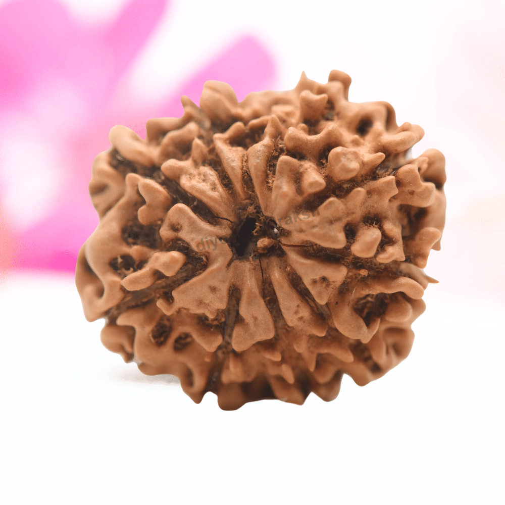 9 Mukhi Nepali Rudraksha - Regular