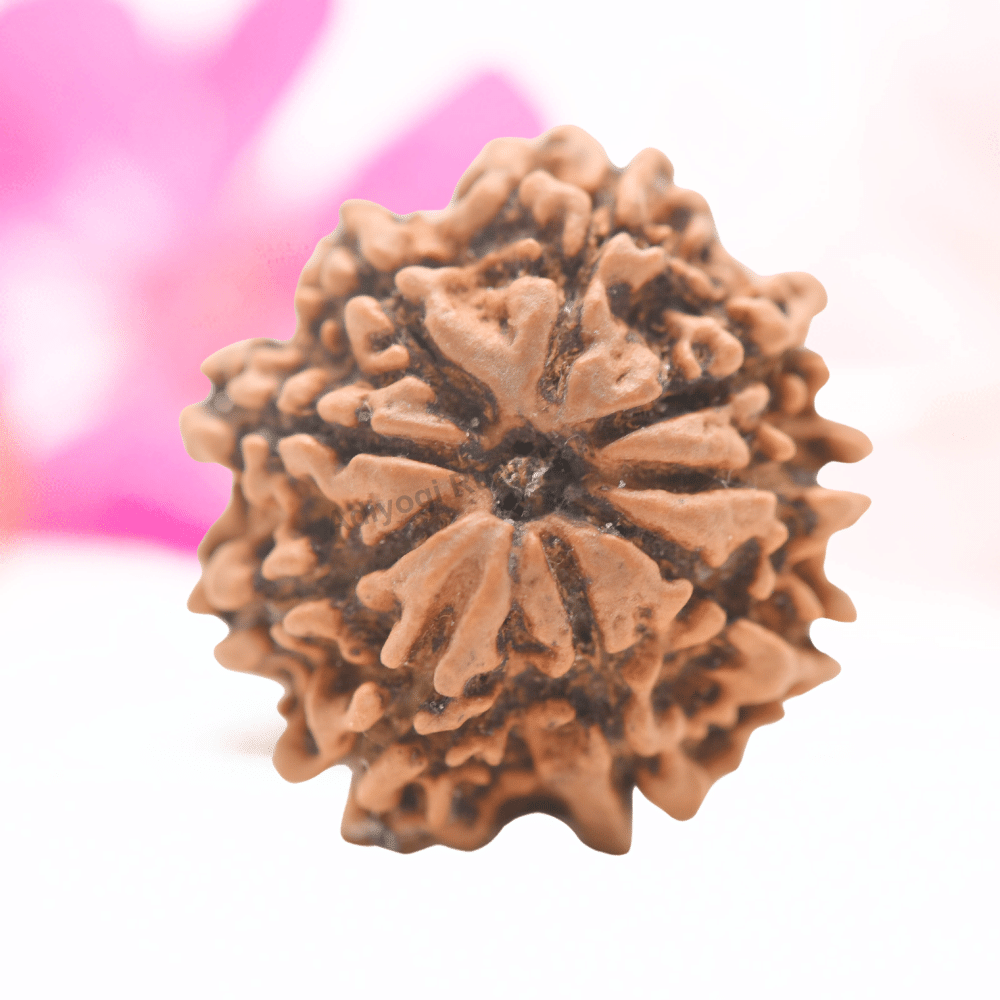 9 Mukhi Nepali Rudraksha - Regular