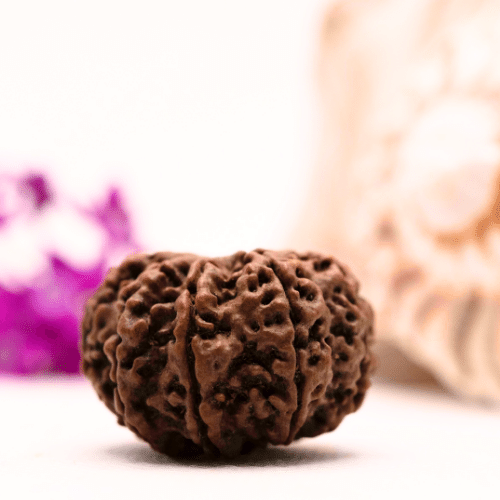 9 Mukhi Nepali Rudraksha - Super Collector