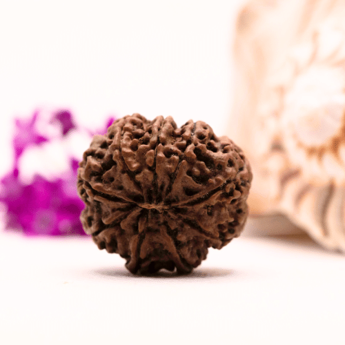 9 Mukhi Nepali Rudraksha - Super Collector