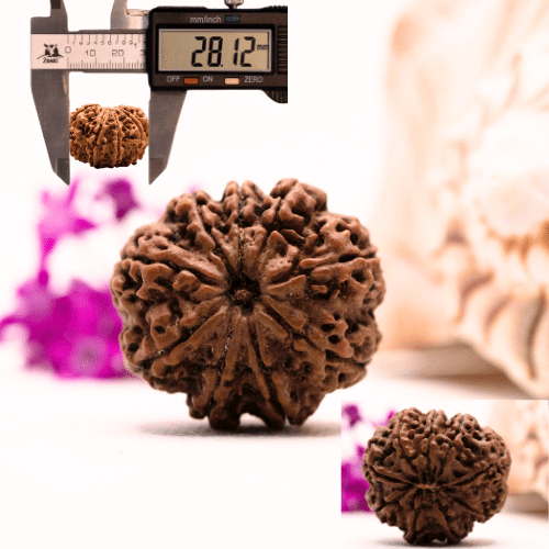 9 Mukhi Nepali Rudraksha - Super Collector