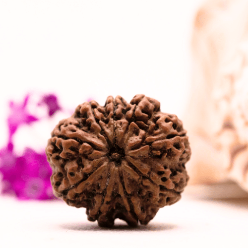 9 Mukhi Nepali Rudraksha - Super Collector
