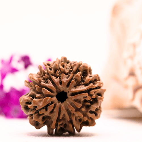 9 Mukhi Nepali Rudraksha - Super Collector