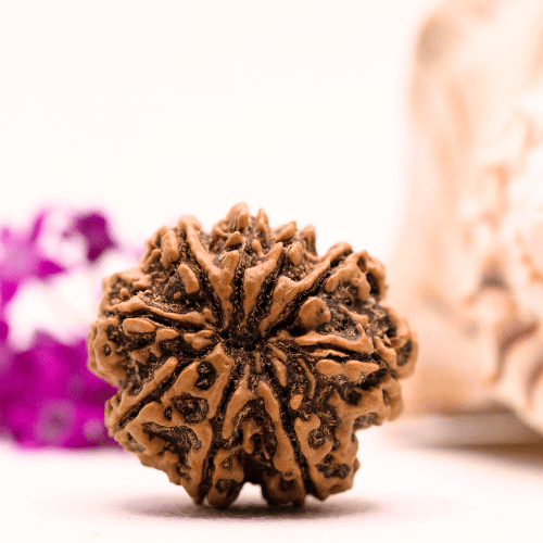9 Mukhi Nepali Rudraksha - Super Collector