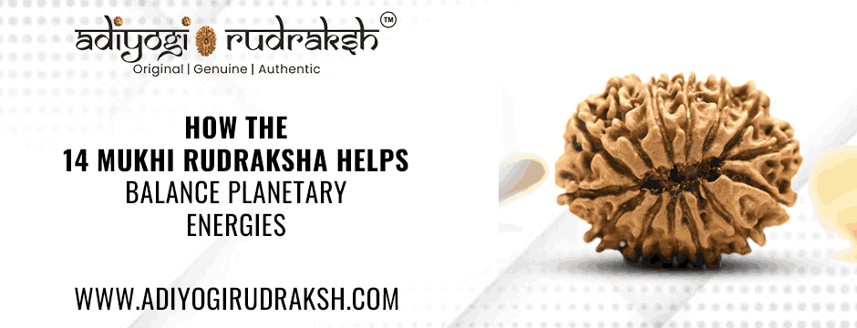 14 Mukhi Rudraksha