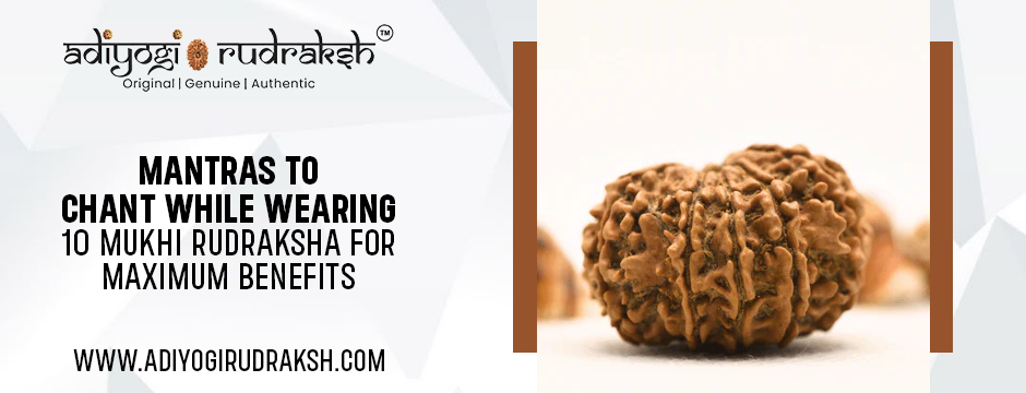 10 Mukhi Rudraksha
