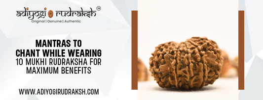 10 Mukhi Rudraksha