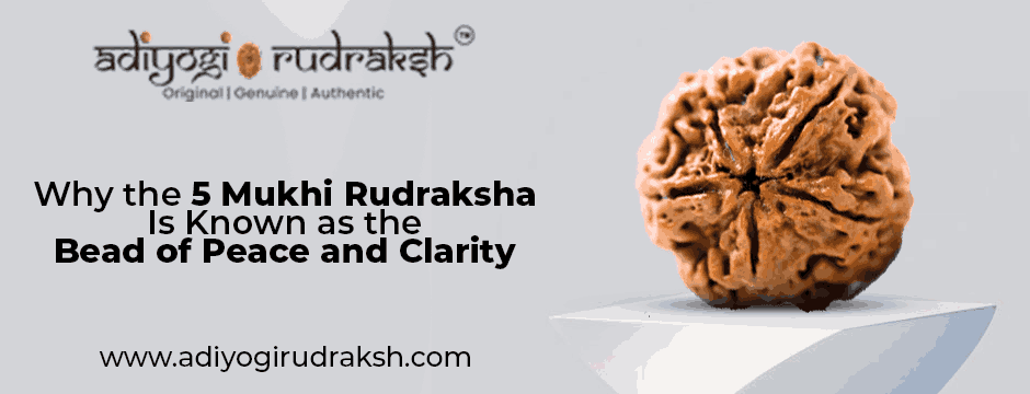 5 Mukhi Rudraksha