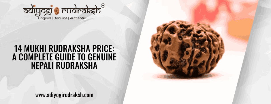 14 Mukhi Rudraksha Price: A Complete Guide to Genuine Nepali Rudraksha