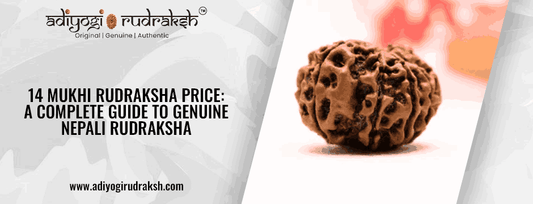 14 Mukhi Rudraksha Price: A Complete Guide to Genuine Nepali Rudraksha