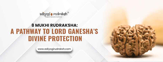 8 Mukhi Rudraksha