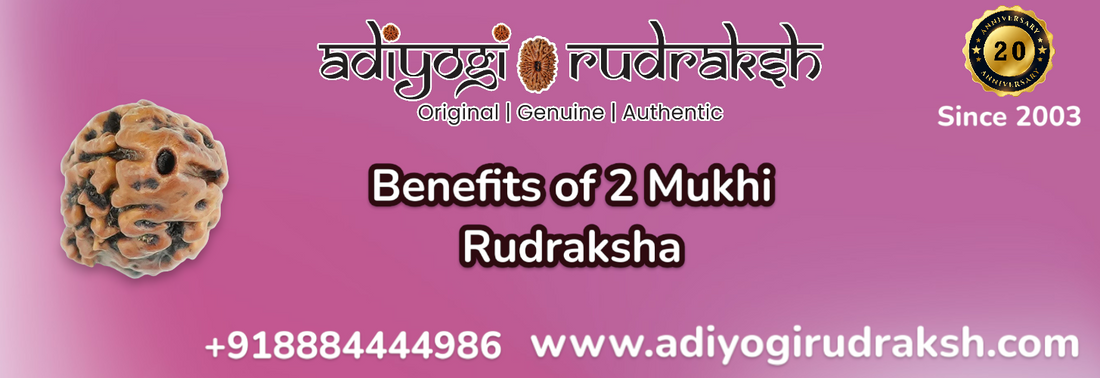 Benefits of 2mukhi Rudraksha