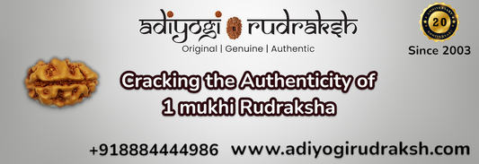 Cracking the Authenticity of 1 mukhi Rudraksha
