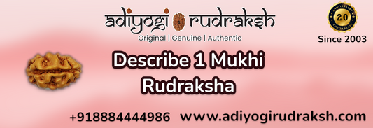 Describe 1 mukhi rudraksha