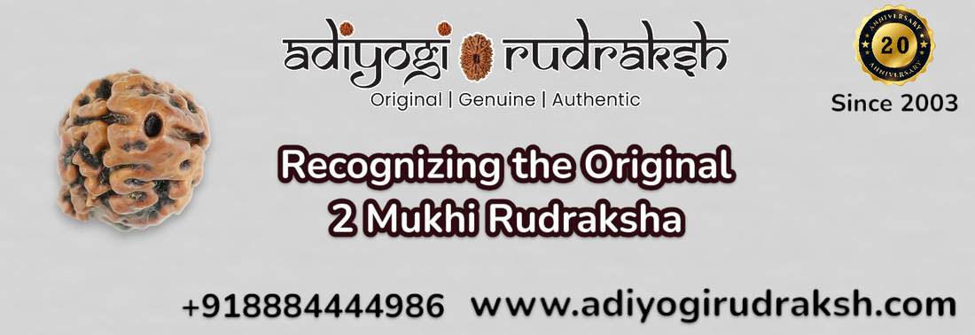 Recognizing the Original 2-Mukhi Rudraksha