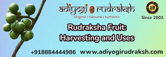 Rudraksha Fruit