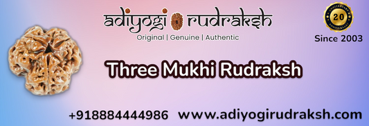 3 mukhi Rudraksha