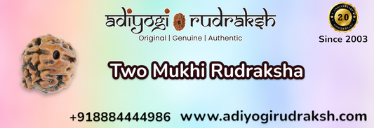 2 Mukhi Rudraksha