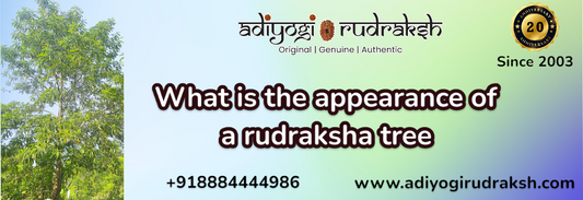 What is the appearance of a rudraksha tree?  