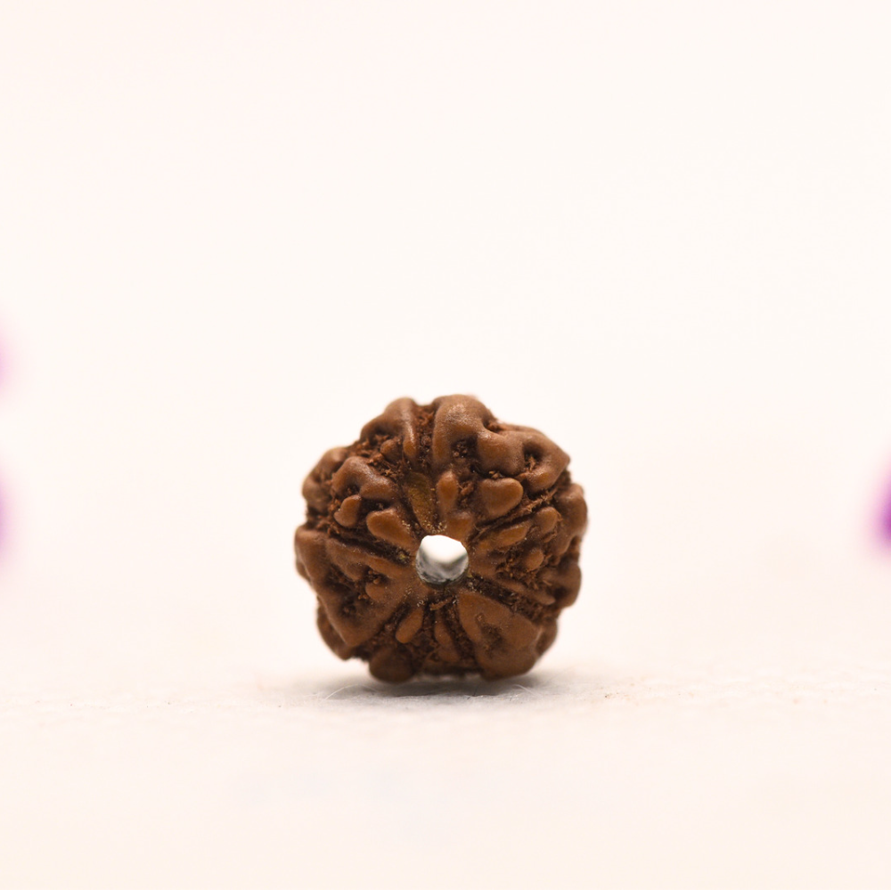 5 Mukhi Java Rudraksha