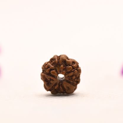 5 Mukhi Java Rudraksha