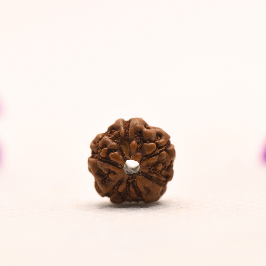 5 Mukhi Java Rudraksha