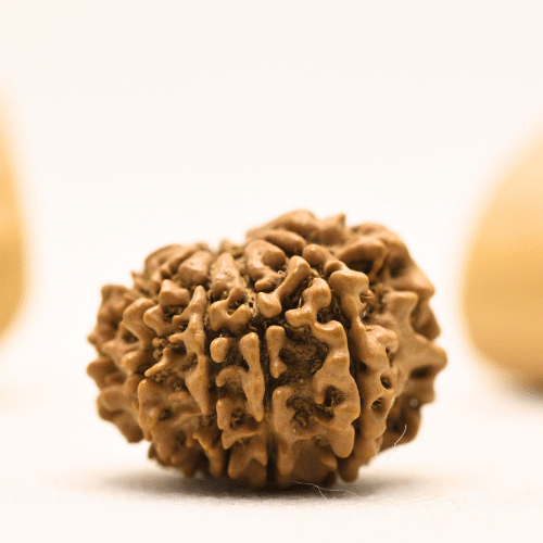 10 Mukhi Nepali Rudraksha - Collector