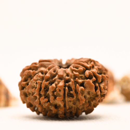 10 Mukhi Nepali Rudraksha - Collector