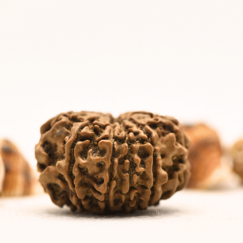 10 Mukhi Nepali Rudraksha - Collector