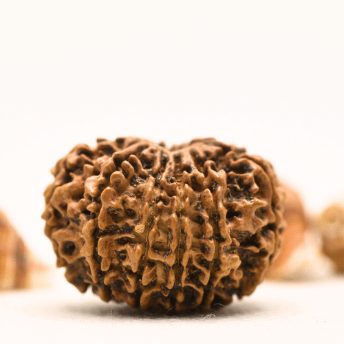 10 Mukhi Nepali Rudraksha - Collector