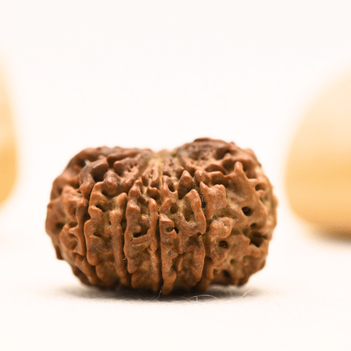 10 Mukhi Nepali Rudraksha - Collector