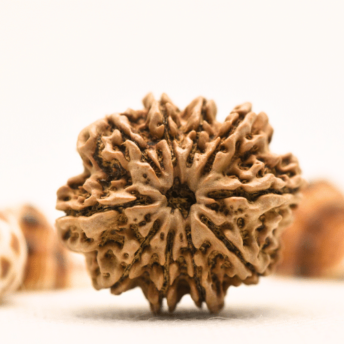 10 Mukhi Nepali Rudraksha - Collector